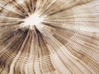 GX30-iMAL 9127 ArcSurf